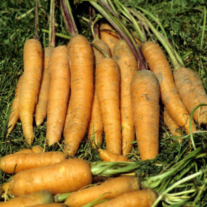 Carottes