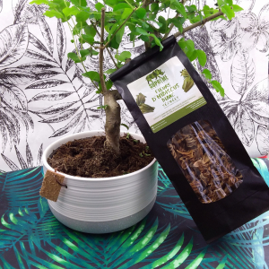 Infusion hibiscus blanc