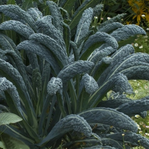 Choux kale noir de toscane