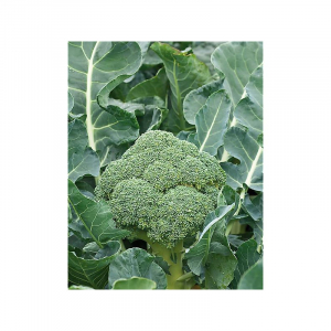 Chou brocolis