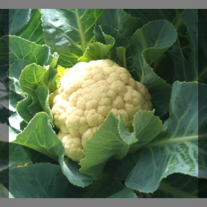 Choux-fleurs