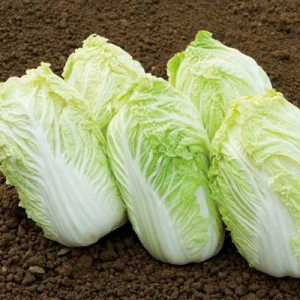 Chou de chine 'pe tsaï'