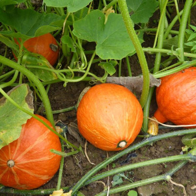 Courge potimarron