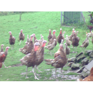 Dinde rouge des ardennes