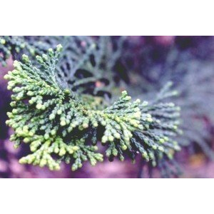 Huile essentielle de cyprès