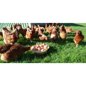 œufs bio, plein air