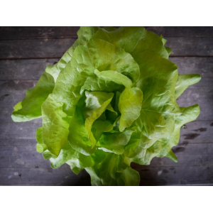Laitue feuille de chêne