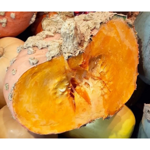 Demi potiron galeux d'eysines