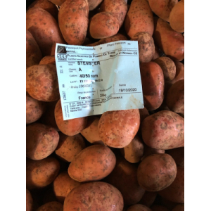 Plant de pdt stemster