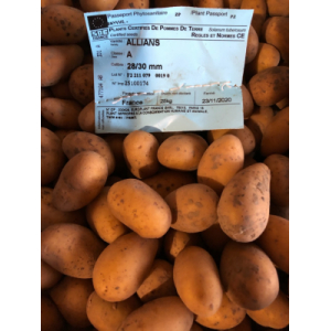 Plant de pdt allians