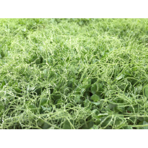 Micro-pousses de pois vrille 'affyla'