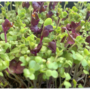 Mélange de micro-pousses 'red spicy'