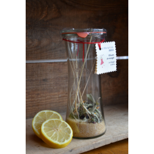 Préparation pour rhum arrangé magic citrus