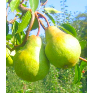 Quetsche au sirop 1kg - 1 kg - Ferme Jechoux La Marandine 