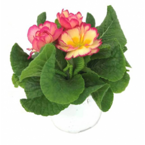 Collection pot de 12 primevères