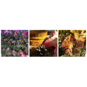 2 galettes de potimarron