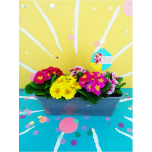 Collection printemps pétillant primevère