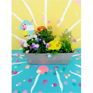 Collection printemps pétillant mixte