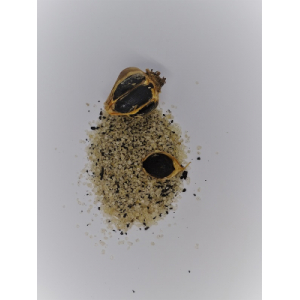 Sel fumé à l'ail noir bio