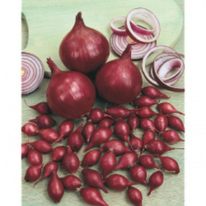 Semences oignons rouge ' red baron '