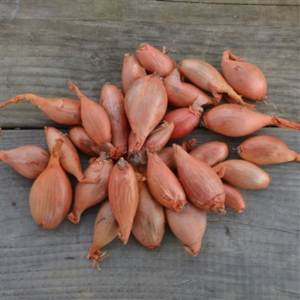 Semences echalotes jermor