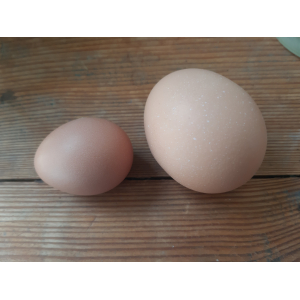 œufs bio plein air petit calibre taille s