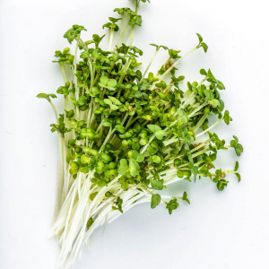 Micro-pousses de brocoli rapini barq dble