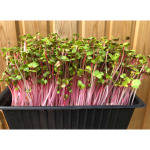 Micro-pousses de radis chinois rose barq dbl