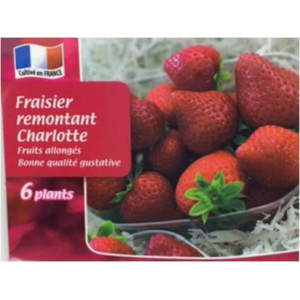 Fraisier charlotte