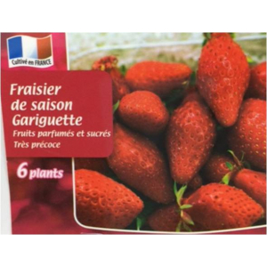 Fraisier gariguette