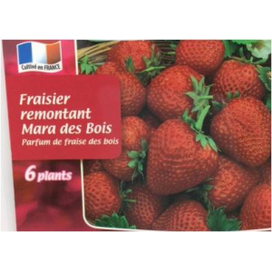 Fraisier mara des bois