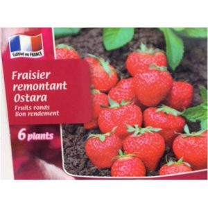 Fraisier ostara