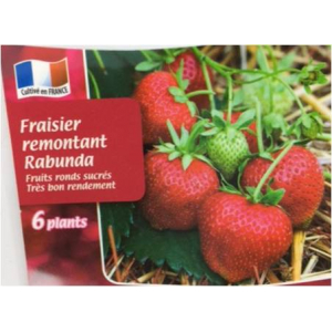 Fraisier rabunda