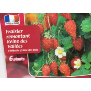 Fraisier reine des vallées