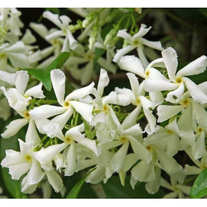 Bougie parfumée fleur de jasmin