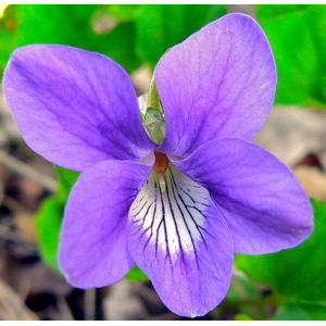 Bougie parfumée violette