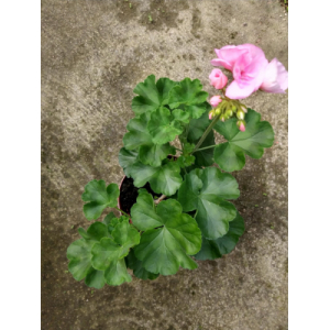 Géranium rose pied mère
