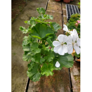 Géranium blanc pied mère