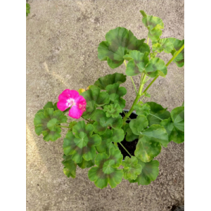 Géranium violet pied mère