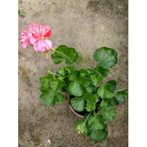 Géranium rouge picoté pied mère