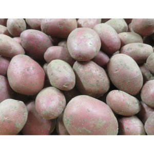 Pomme de terre 'alouettes' bio