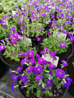 Aubriète bleu en pot de 3l