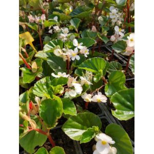 Begonia baby wing blanc