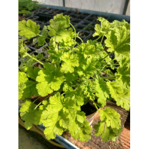 Geranium ododrant noisette