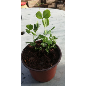 Pois merveilles de kelvedon