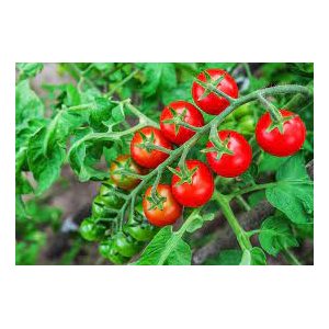 A planter : tomate spéciale apéro