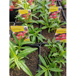 Penstemon rouge en pot de 3l