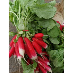 Radis rouge demi long