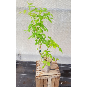 Plant de framboisier