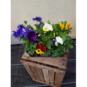 Plant de fleur pensée